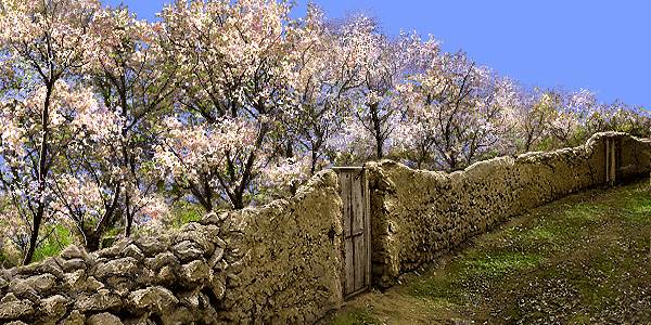دیوار گلی و شکوفه بهاری