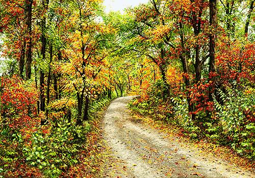 جاده پاییزی جنگلی