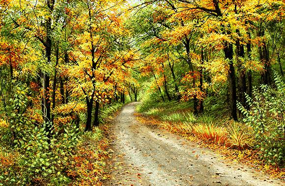 جاده جنگلی پاییزی زیبا