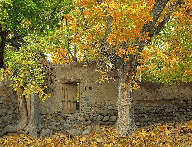 دیوار گلی و درخت پاییزی