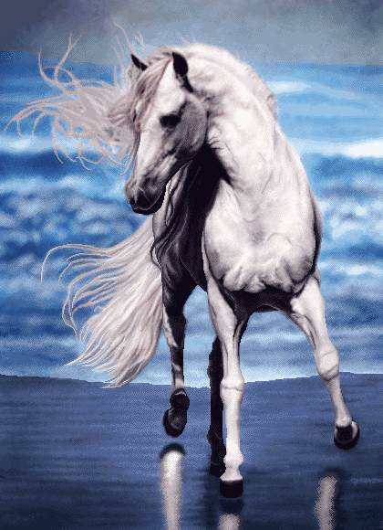 اسب سفید در ساحل