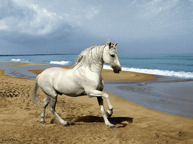 اسب سفید در ساحل