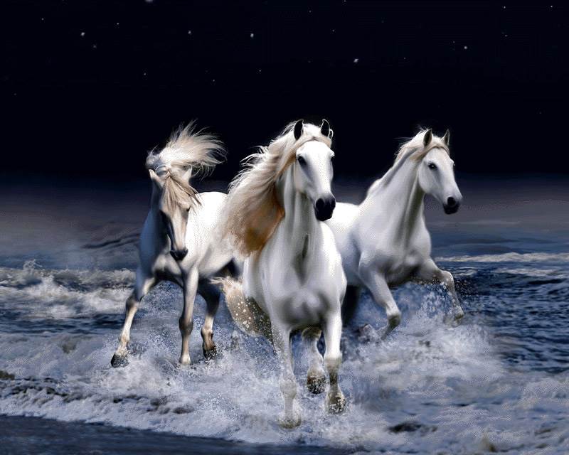 اسب های سفید پر ابریشم
