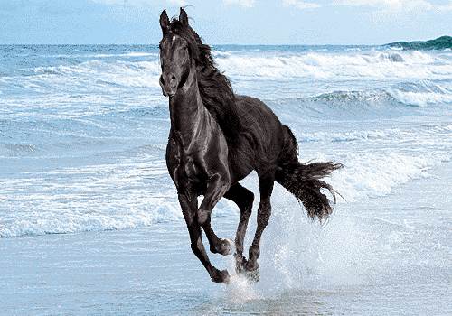 اسب سیاه در ساحل