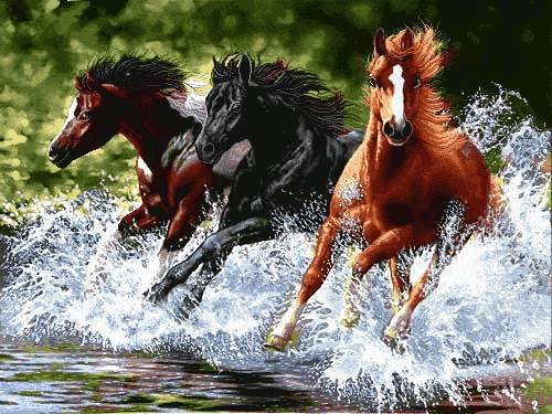 دویدن اسبها در رودخانه