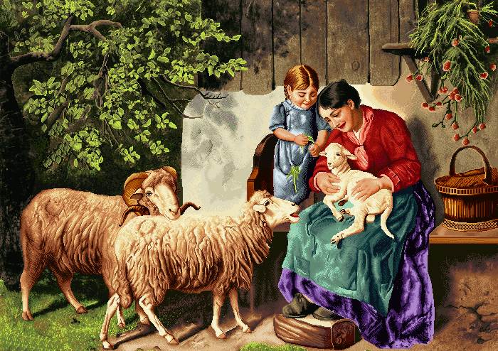 تولد بره گوسفند