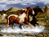 دویدن اسبها در رود